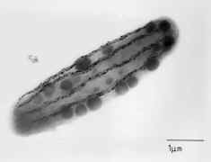 image of Magnetobacterium bavaricum