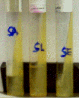 Catalase test. Notice bubbles in slants on left and right.