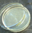 A partially open Petri dish is an invitation for contamination!