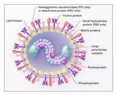 Respiratory Syncytial Virus and Parainfluenza Virus | NEJM