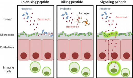 Mechanisms via which bacteriocin production could contribute to probiotic functionality. Bacteriocins may act as colonizing peptides, facilitating the competition of a probiotic with the resident microbiota (23); they may function as killing peptides, directly eliminating pathogens (9); or they may serve as signaling peptides, signaling other bacteria or the immune system (32, 40, 56). 
