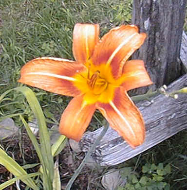 lily.jpg (742976 bytes)